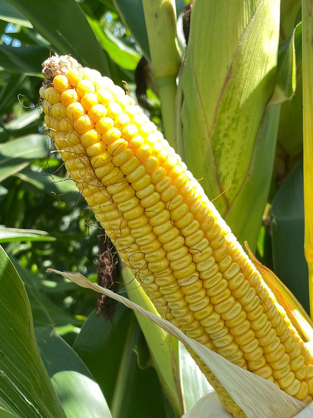 DLF 2496VT2P RIB